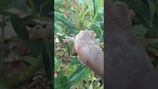 Pruning scissors suitable for avocado pruning