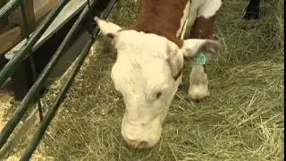 Cattle Trail