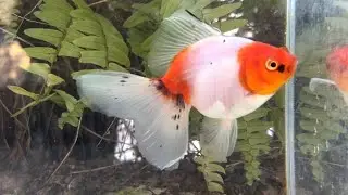20300 Sakura Veiltail 