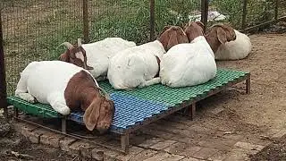 &ldquo;After proper nutrition, rest comes naturally &mdash; that&rsquo;s the sign of good animal care.&rdquo;
