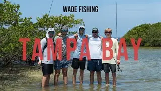 WADE FISHING for Snook in TAMPA BAY!