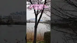 Suwon Manseok Park Cherry Blossom Road수원 만석공원 벚꽃길🌸