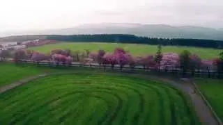 The Cherry Trees on Nijukken Road in Shizunai