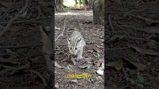 Baby Leopard Cat Chasing a Chicken 🐆🐔 #leopardcat #babyanimal