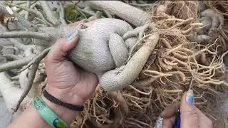 WHAT TO DO IN ADENIUM BEFORE REPOTING
