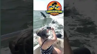 Florida Island Tours Highlights from our boat tours on May 22 2025 #hellomarco #floridaislandtours