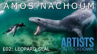 Amos Nachoum - LEOPARD SEAL - Live from Lockdown
