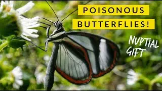 Clearwing Butterfly's Gift of POISON