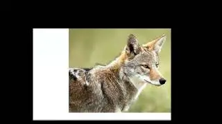 Native American Rainbow Eagle Creator Asked Coyote to Meet With Two Blue Star Beings