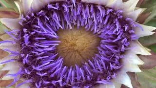 Green Globe Artichoke Seeds Review | Heirloom, Non-GMO Perennial Vegetable Seeds
