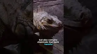 Scary Animal Defense Mechanisms That Will Shock You