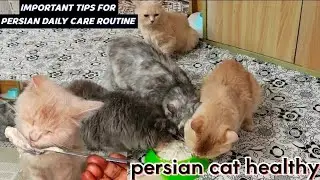 IMPORTANT TIPS FOR PERSIAN CAT'S DAILY CARE ROUTINE || How To Keep Persian Cat Healthy