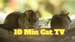 Rodent Rumble Cat TV! 10 Min of Hamsters, Mice & Guinea Pigs to Trigger Chase Mode 🐹⚡