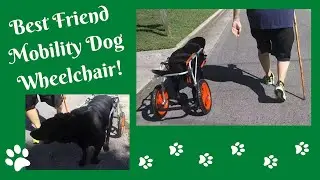 Best Friend Mobility Dog Wheelchair (Large) - September 2021