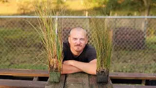 Growing Salt-Marsh Plants For Restoration Projects