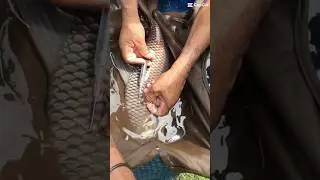 Fish tagging #fish #tag #youtubeshorts #viralvideo #aquaculture #practice #animals #2024 #srilanka