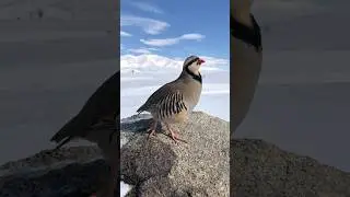Beautiful Chukar Partridge in Nature