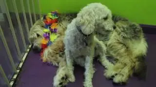 Boston Dog Company Award-Winning Dog Daycare