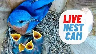 LIVE: April 26, 2022 | Baby Bluebirds!