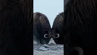 Musk Ox Battle. Power of the Arctic | Shorts#muscox #wildlife #nature #shorts #animals