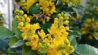 Busy Bee on a Vibrant Yellow Bloom 🐝🌼