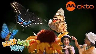 Patterns in NATURE! Learn about BUTTERFLY wing PATTERNS! 🦋 | Wild Wild Wow S2E05A | @mediacorpokto
