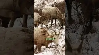 Почему февраль стал самым смертоносным месяцем в истории (Проблема голода) 🥛💀