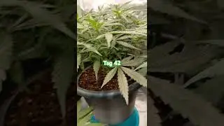 Six Shooter Auto Tag 45 💚🥦