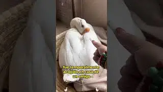 A touching love story of two geese #animals #Friendship #Us