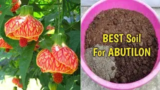 How To Grow Chinese Lantern Plant In Pot (IN HINDI) Abutilon Plant Care