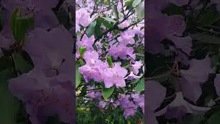 Big purple bush of Rhododendron