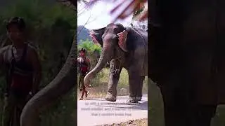The Elephant Rope Story. #story #shorts