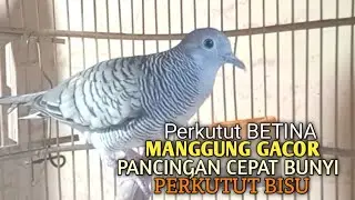 Perkutut Betina memanggil jantan Suara bersahutan perkutut lokal gacor , Ampuh untuk PANCINGAN