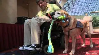 Service dogs graduate from school