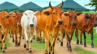 Puluhan sapi lembu jinak berkerumunan dengan semangat berjalan menuju kandang, Suara Moo