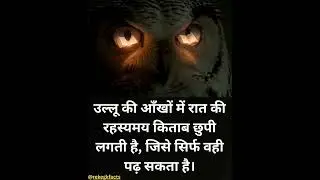 Owl Eyes Hold Night Secrets
