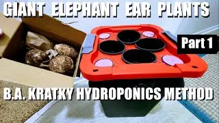 B.A KRATKY   HYDROPONICS COLOCASIA RHIZOME TEST PART 1