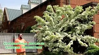 Chionanthus retusus Flowering Chinese Fringe TreeSuccess