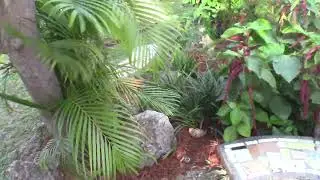 Silas wood Sapodilla -Nispero update- First Fruit -I cut my Lychee tree (why)