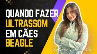 ULTRASSOM EM C&Atilde;ES BEAGLE: Quando Fazer e Por Qu&ecirc;? Veterin&aacute;ria Explica!