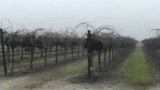 Matthew Fidelibus studies wine production at the Kearney Agricultural Research and Extension Center