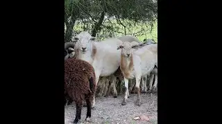 Parasite resistant St Croix/Katahdin cross rams available for your farm.