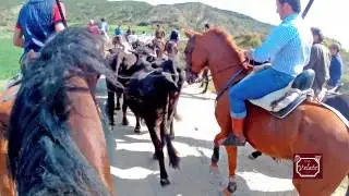 Trashumancia de vacas en Murillo el Fruto - Navarra 15 04 2017