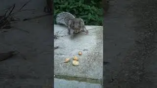 Just One Nut #slomotionvideo #slomotion #squirrel #wildlife #nature #animals #food #outdoors
