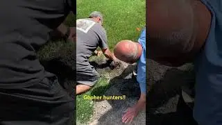 How to kill gophers!!