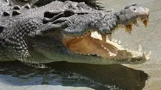 Crocodile kills 12-year-old in Jhansi