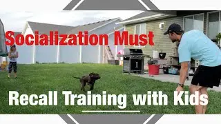 Step 10 - Collar Condition to Recall - Family Training - Pudelpointer - NAVHDA Journey