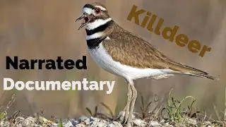 Killdeer (Narrated Documentary) - Episode #1