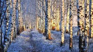 Birch tree while snowing!