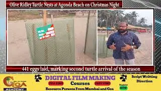 Olive Ridley Turtle Nests at Agonda Beach on Christmas Night